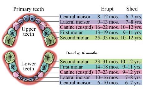 daniel-baby-teeth